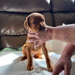 Girl 2 - Rd whtn brn nose female Rhodesian Ridgeback puppy in Caldwell, Idaho from Haley Gross's 	Rhodesian Ridgebacks and Minature Pinchers