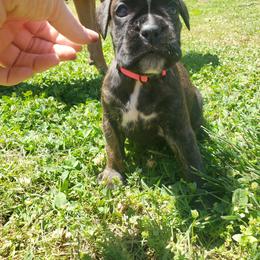 Boxer Puppies from SmashBox Kennel