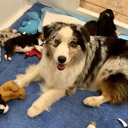 Australian Shepherd Puppies from Highline