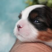 Cavatzu Puppies from Villanueva Puppies