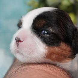 Cavatzu Puppies from Villanueva Puppies