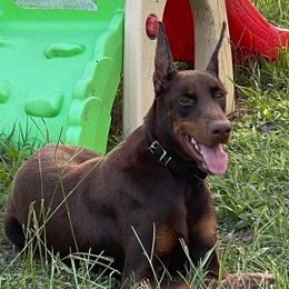 Cleo - Doberman Pinscher