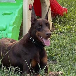 Cleo - Doberman Pinscher