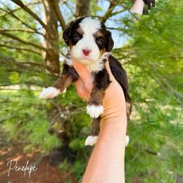 Penelope - Brown female Bernedoodle puppy in Wamego, Kansas from Doodles of Oz
