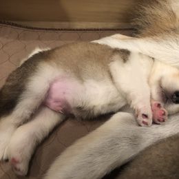 Alaskan Malamute Puppies from Sigma Alaskan Malamutes