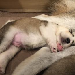 Alaskan Malamute Puppies from Sigma Alaskan Malamutes