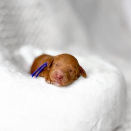 Merlin - Red  male Goldendoodle puppy in Springville, Utah from Happy Doodle