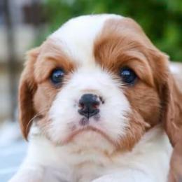Cavalier King Charles Spaniels from Applewood Cavaliers