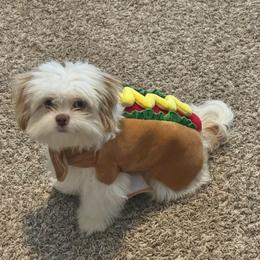 Cockapoo, Goldendoodle, and Shih Tzu All Grown Up from Dogue, where fashion meets fur