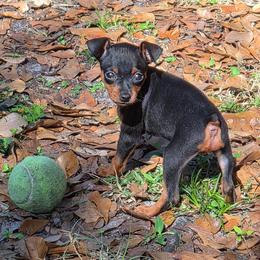 Girl 1 - Black and rust female Miniature Pinscher puppy in Mulberry, Florida from Keltic Kennels Miniature Pinschers