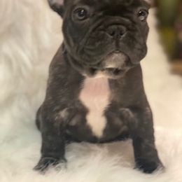 French Bulldog Puppies from L.A. French Paws