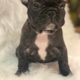 French Bulldog Puppies from L.A. French Paws