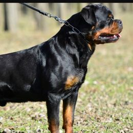 Rottweiler All Grown Up from Michelle Nicholson