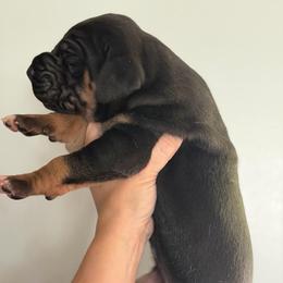 Black Tan Point - Black female Great Dane puppy in Kimball, Michigan from Starlight Danes