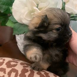 Girl 1 - Chocolate sable female Pomeranian puppy in Gotha, Florida from Jazzi’s Poms