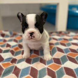 French Bulldog Puppies from Fur Royalty Frenchies