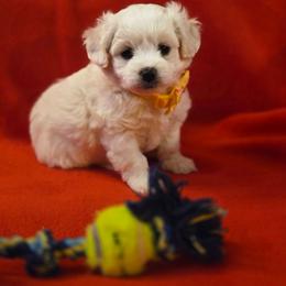 Remy - White male Maltipoo puppy in Sahuarita, Arizona from Cowgirl's Legacy