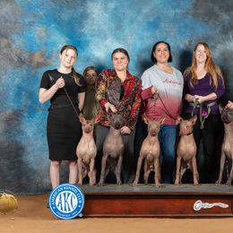 Xoloitzcuintli All Grown Up from Junkyard Xolos