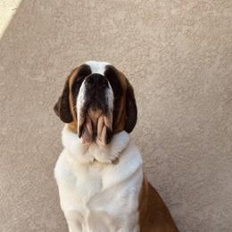 Flynn - Brown and white male Saint Bernard puppy in Wellington, Colorado from Thunder Keg St. Bernards