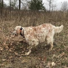 English Setters from Hiddenlane Kennels
