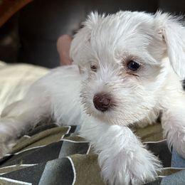 Great Dane and Miniature Schnauzer Puppies from Dappled Danes