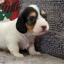 Dachshunds from Katharina's Dachshunds