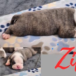 Ziti - Fawn brindle and white male Bulldog puppy in Washington from Sun City Campeiro Bulldogs