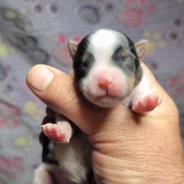 Jacob - Black tan and white male Biewer Terrier puppy in Conetoe, North Carolina from Southern Belle's Biewer Terriers & Papillons
