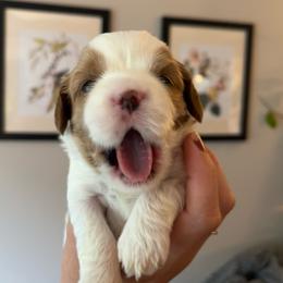 Autumn - Blenheim female Cavapoo puppy in Bloomfield, New York from Campbell Cavapoos