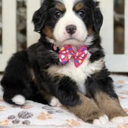 Bernese Mountain Dog and Cavalier King Charles Spaniel Puppies from Kiss A Doodlez