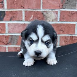 Franklin - Black and white male Pomsky puppy in Henderson, Kentucky from Paris Pomskies