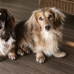 Sweet Girl - Dachshund