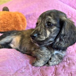 Boy 2 - male Dachshund puppy in Fieldbrook, California from Honeydox Miniature Dachshunds
