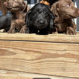Dachshund puppies from Broken Diamond J Farms
