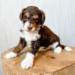 Sequoia - Red tri-color female Aussiedoodle puppy in Arlington, Washington from Doodle Love Laugh
