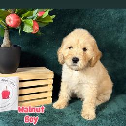 Labradoodle Puppies from BabySweet Labradoodles
