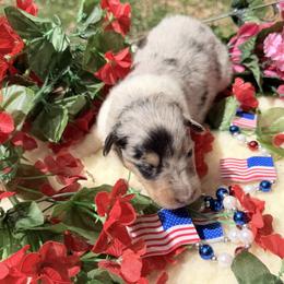 Topaz - Blue merle white and tan male Collie puppy in Carencro, Louisiana from Cajun Bayou's Collies LLC