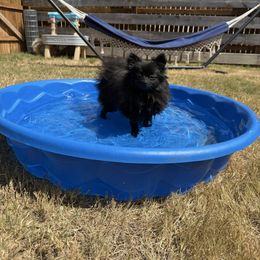 Pomeranian puppies from D&C Pomeranians