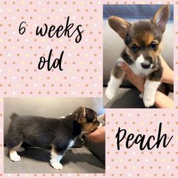 Peach - Black and tan female Pembroke Welsh Corgi puppy in Dickinson, Texas from Careaga Farms