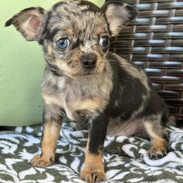 Honeydew - Merle female Chihuahua puppy in Beckemeyer, Illinois from Guardian’s of the Chihuahuas