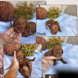 Nash - Red  male Goldendoodle puppy in New Harmony, Indiana from Cottonwood Farms