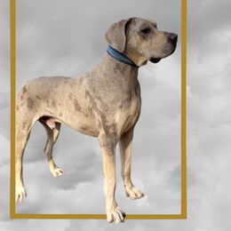 Boston - Great Dane