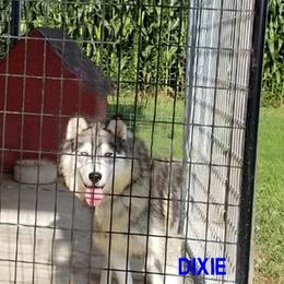 Dixie - Siberian Husky