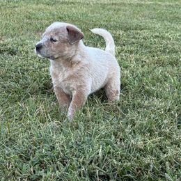 Boy 1 - Blue Collar - Red mottled male Australian Cattle Dog puppy in Nevada, Missouri from Back Road Dog Company, LLC