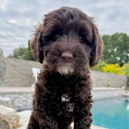 Girl 4 - Chocolate female Australian Labradoodle puppy in Sacramento, California from Delta Breeze Labradoodles