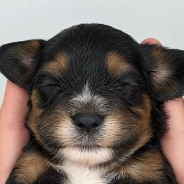 May - Black and tan female Cavapoo puppy in Fayette County, Ohio from Happy Tails
