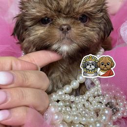 Gemma - Chocolate female Shih Tzu puppy in Walkertown, North Carolina from Lil’ Bit’s Shih Tzu