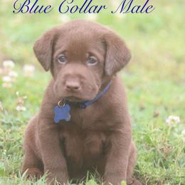 Blue Boy - Chocolate male Labrador Retriever puppy in Capron, Virginia from Triple Creek Kennel
