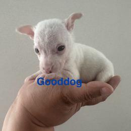 Micro 10 ounces Mr KoDa 4500 - Cream and white male Chihuahua puppy in Las Vegas, Nevada from Quality Poms Chihuahua Yorkies of Las vegas