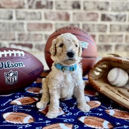 Goldendoodle Puppies from Osgood Doodles